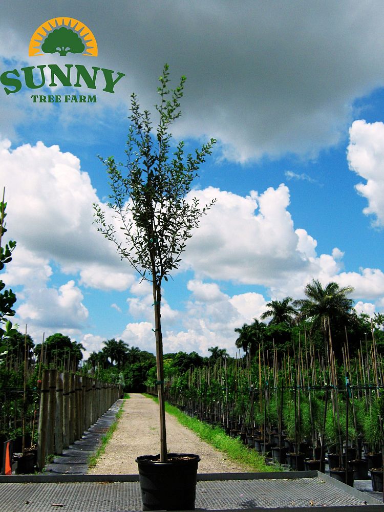 quercus-virginiana-live-oak-southern-oak-tree