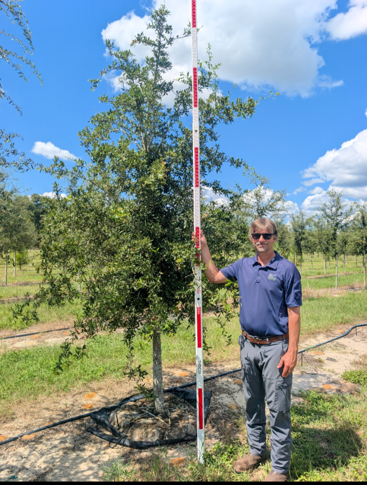 quercus-virginiana-live-oak-southern-oak-tree