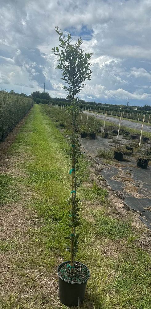 quercus-virginiana-live-oak-southern-oak-tree