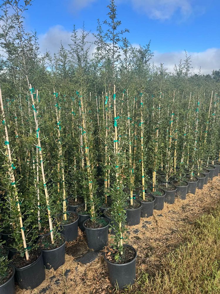 quercus-virginiana-live-oak-southern-oak-tree