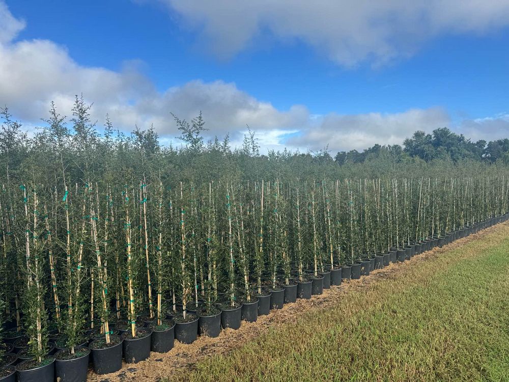 quercus-virginiana-live-oak-southern-oak-tree