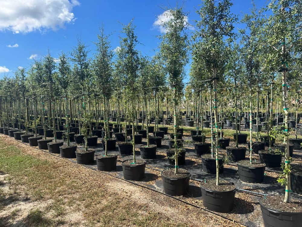 quercus-virginiana-live-oak-southern-oak-tree