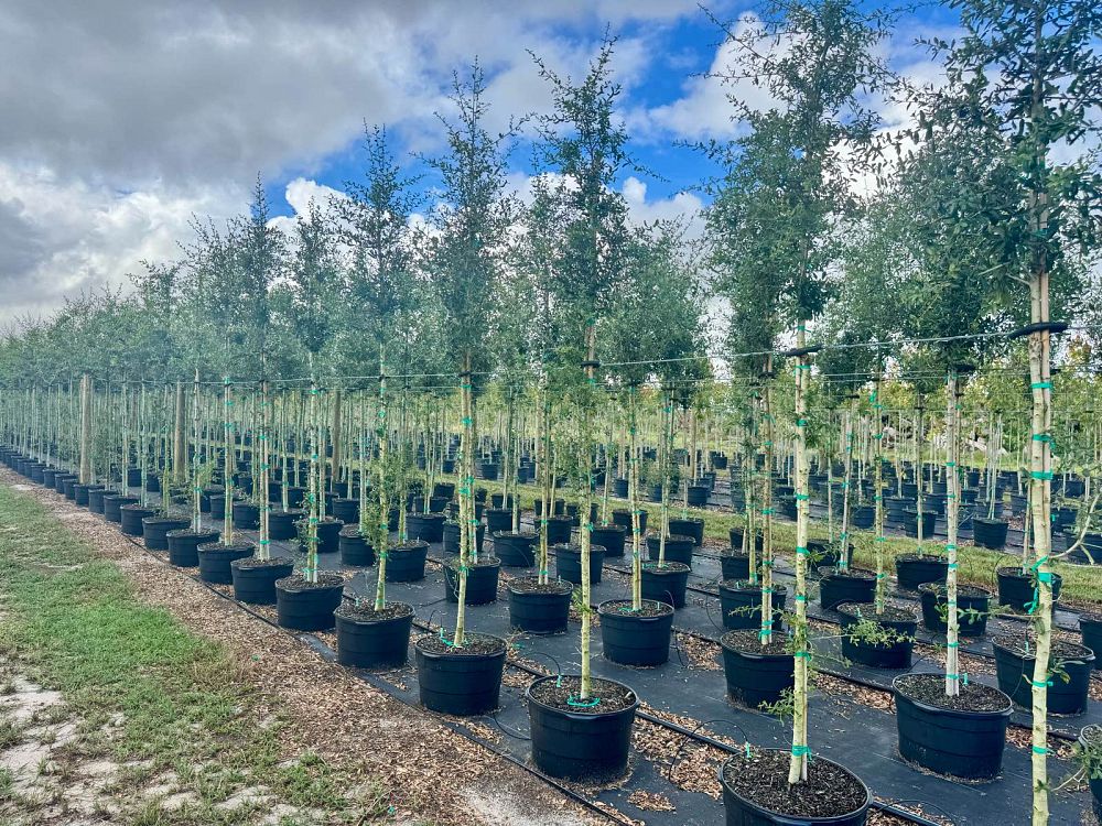 quercus-virginiana-live-oak-southern-oak-tree