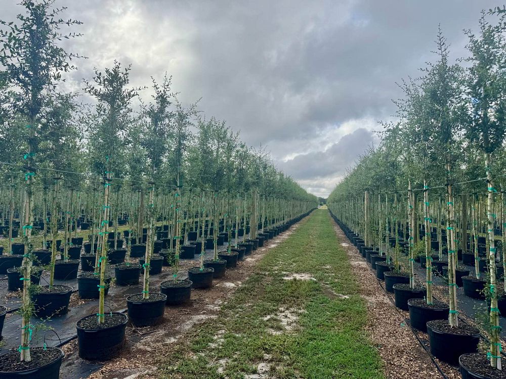 quercus-virginiana-live-oak-southern-oak-tree