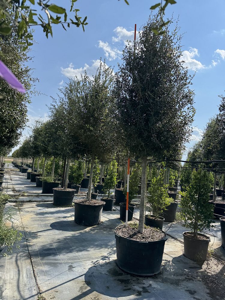 quercus-virginiana-live-oak-southern-oak-tree