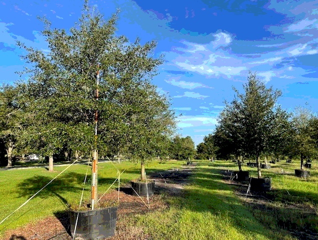 quercus-virginiana-live-oak-southern-oak-tree