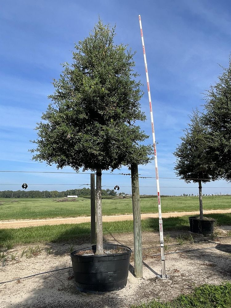 quercus-virginiana-live-oak-southern-oak-tree