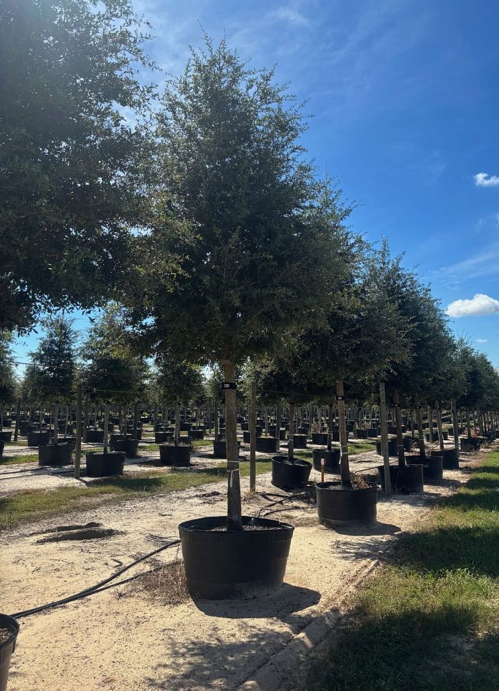 quercus-virginiana-live-oak-southern-oak-tree