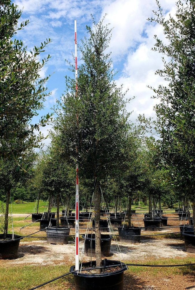 quercus-virginiana-live-oak-southern-oak-tree