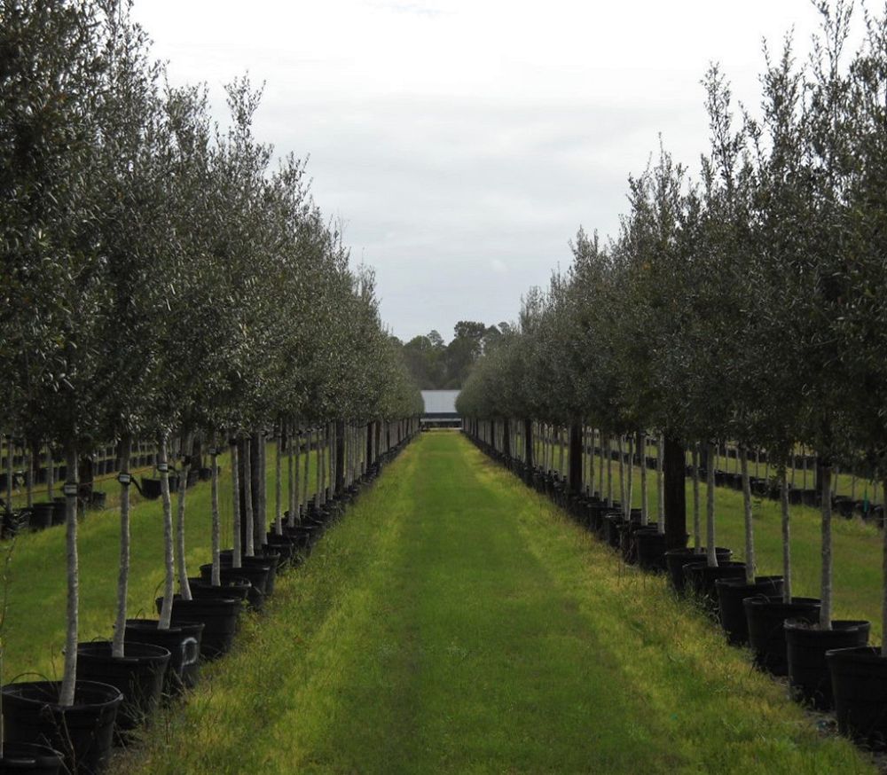 quercus-virginiana-live-oak-southern-oak-tree