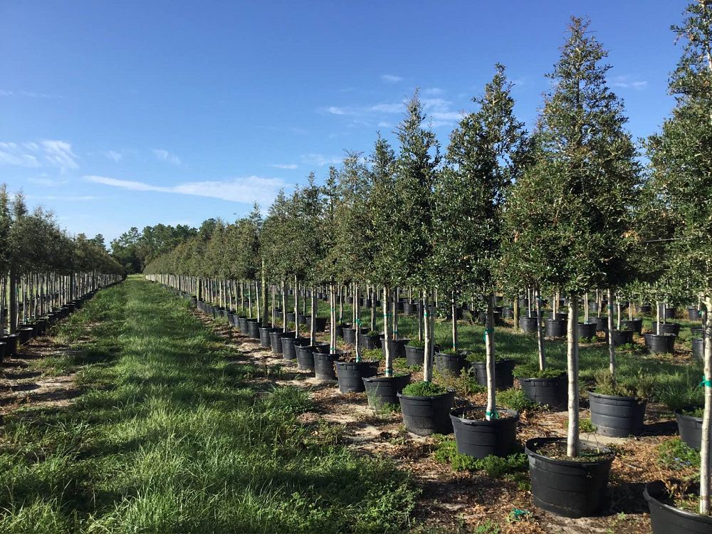 quercus-virginiana-live-oak-southern-oak-tree