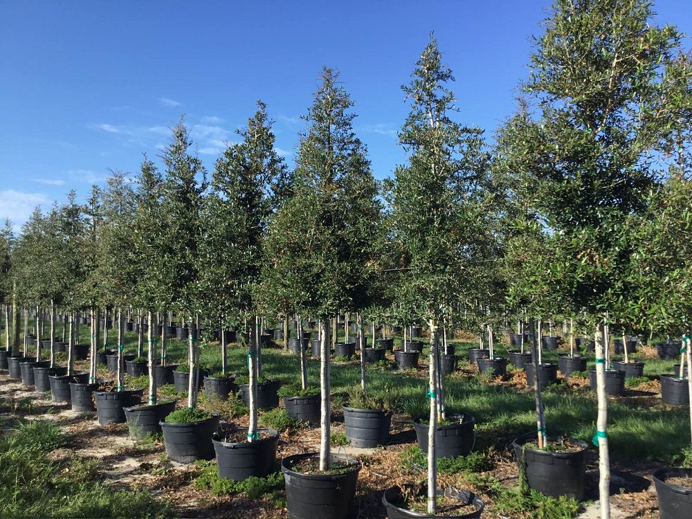 quercus-virginiana-live-oak-southern-oak-tree