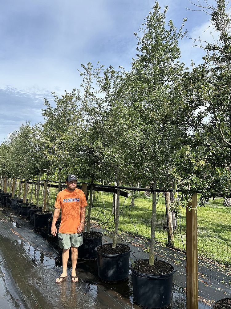 quercus-virginiana-live-oak-southern-oak-tree