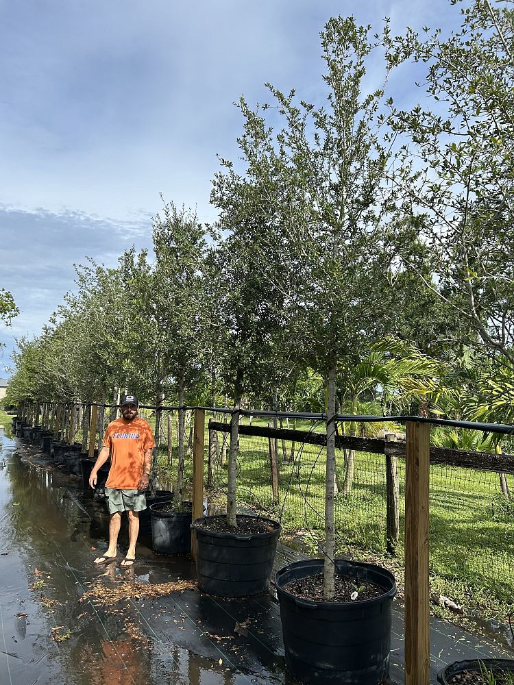 quercus-virginiana-live-oak-southern-oak-tree