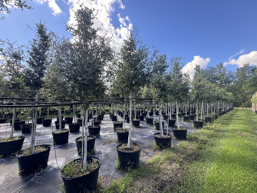 quercus-virginiana-live-oak-southern-oak-tree