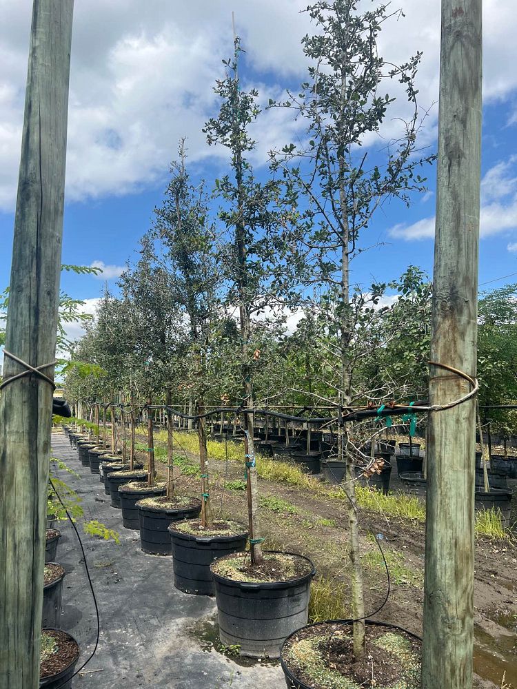 quercus-virginiana-live-oak-southern-oak-tree