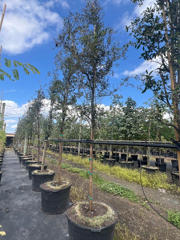 quercus-virginiana-live-oak-southern-oak-tree