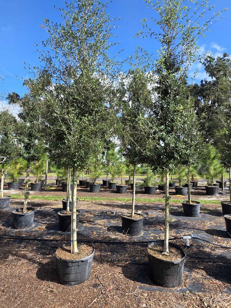quercus-virginiana-live-oak-southern-oak-tree