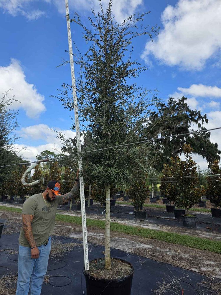 quercus-virginiana-live-oak-southern-oak-tree