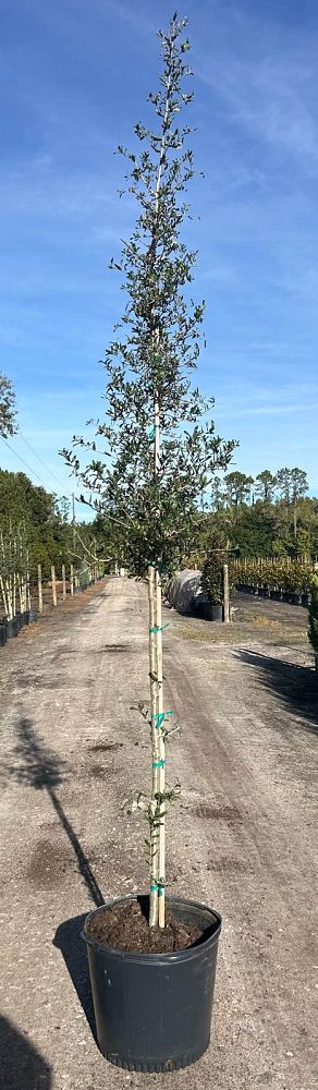 quercus-virginiana-live-oak-southern-oak-tree
