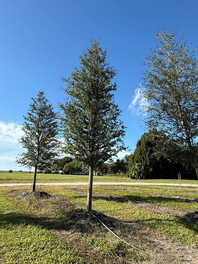 quercus-virginiana-live-oak-southern-oak-tree