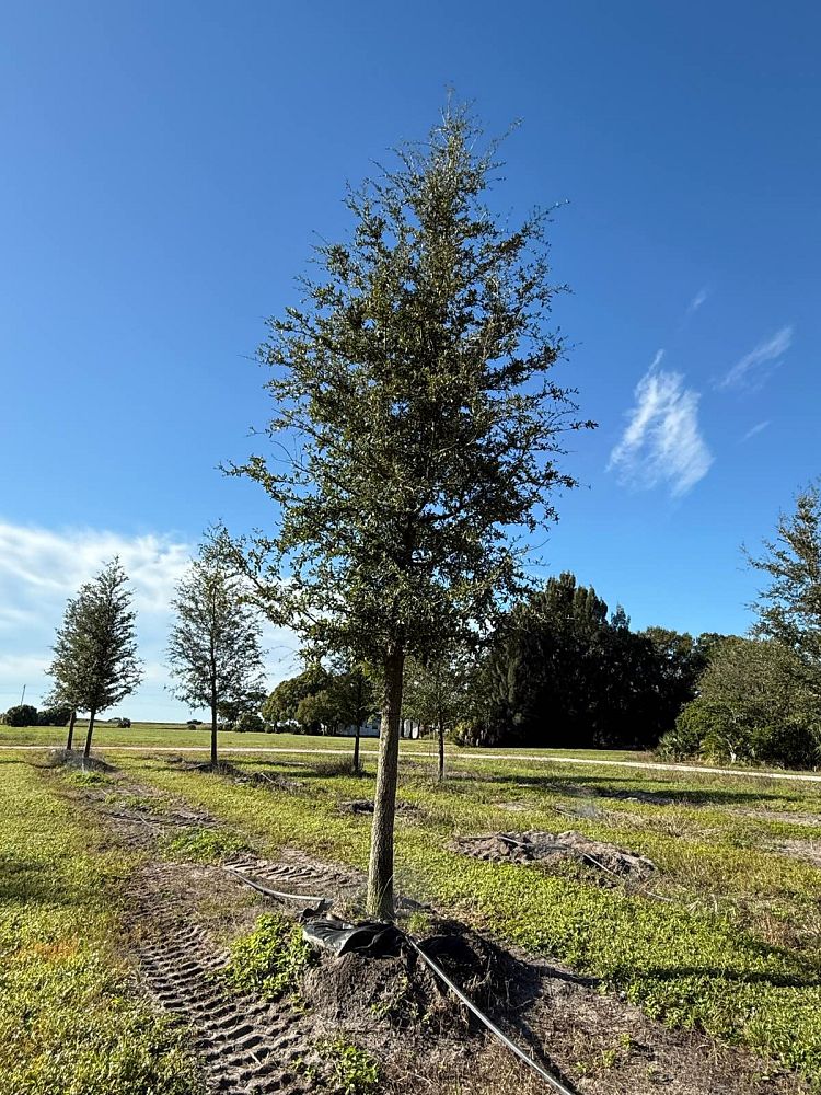quercus-virginiana-live-oak-southern-oak-tree