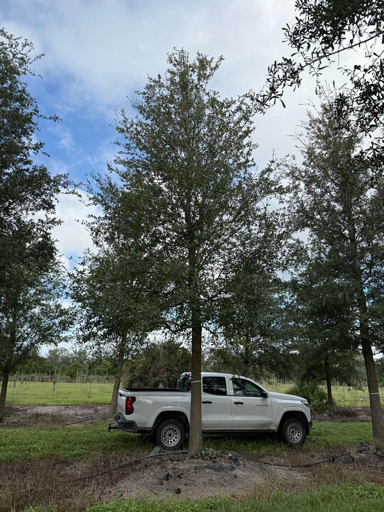 quercus-virginiana-live-oak-southern-oak-tree