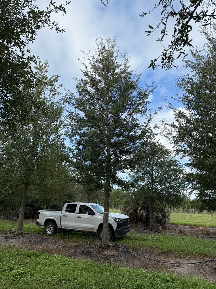 quercus-virginiana-live-oak-southern-oak-tree