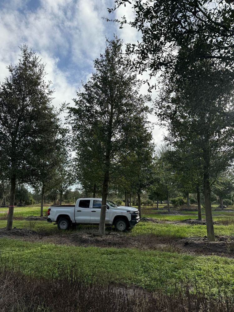 quercus-virginiana-live-oak-southern-oak-tree