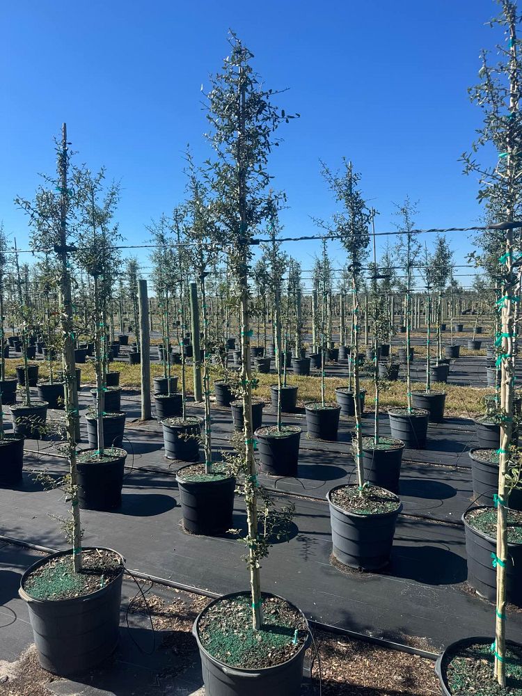 quercus-virginiana-live-oak-southern-oak-tree