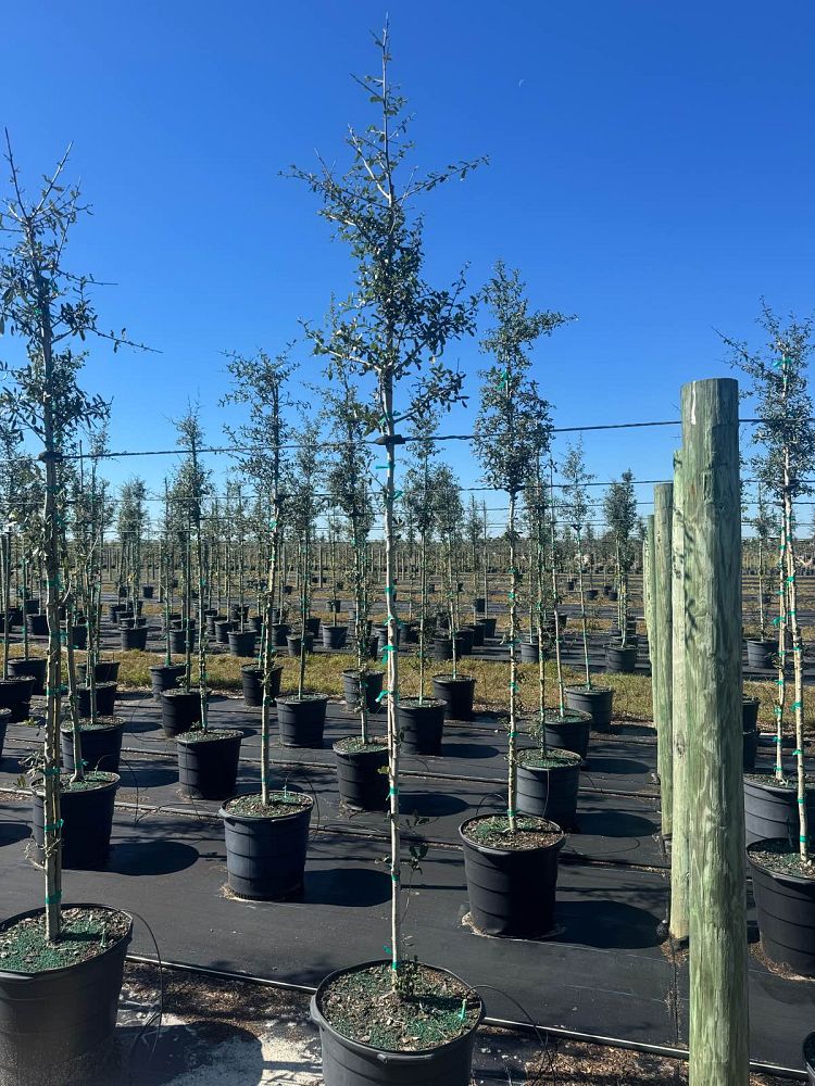 quercus-virginiana-live-oak-southern-oak-tree