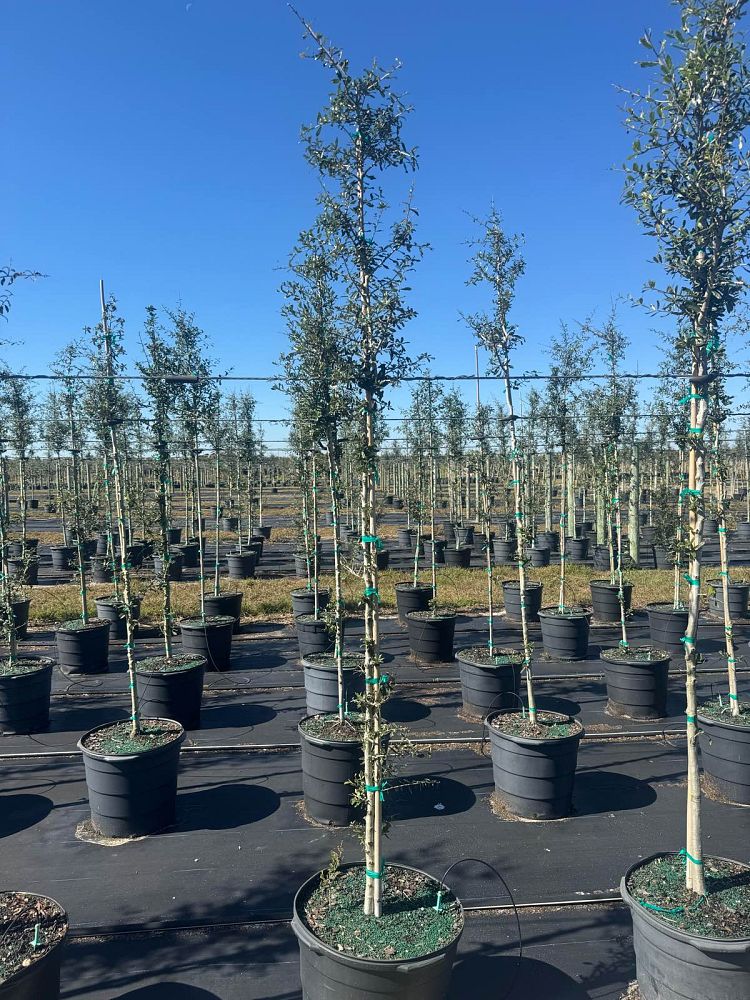 quercus-virginiana-live-oak-southern-oak-tree