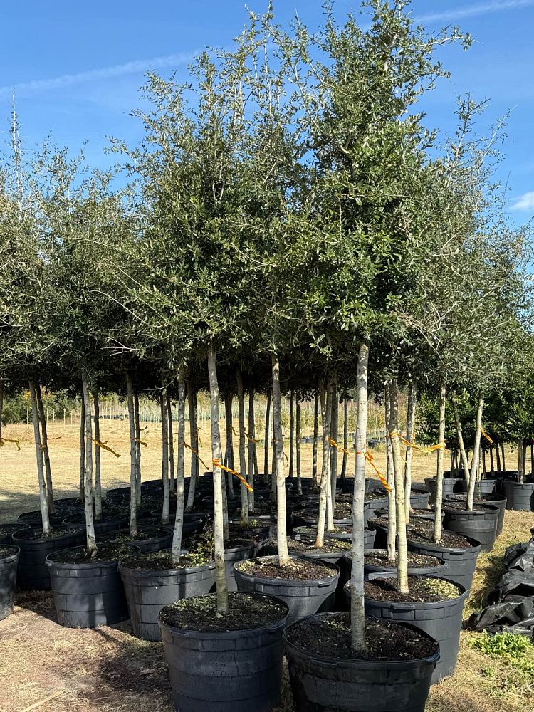 quercus-virginiana-live-oak-southern-oak-tree