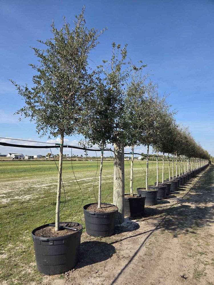 quercus-virginiana-live-oak-southern-oak-tree