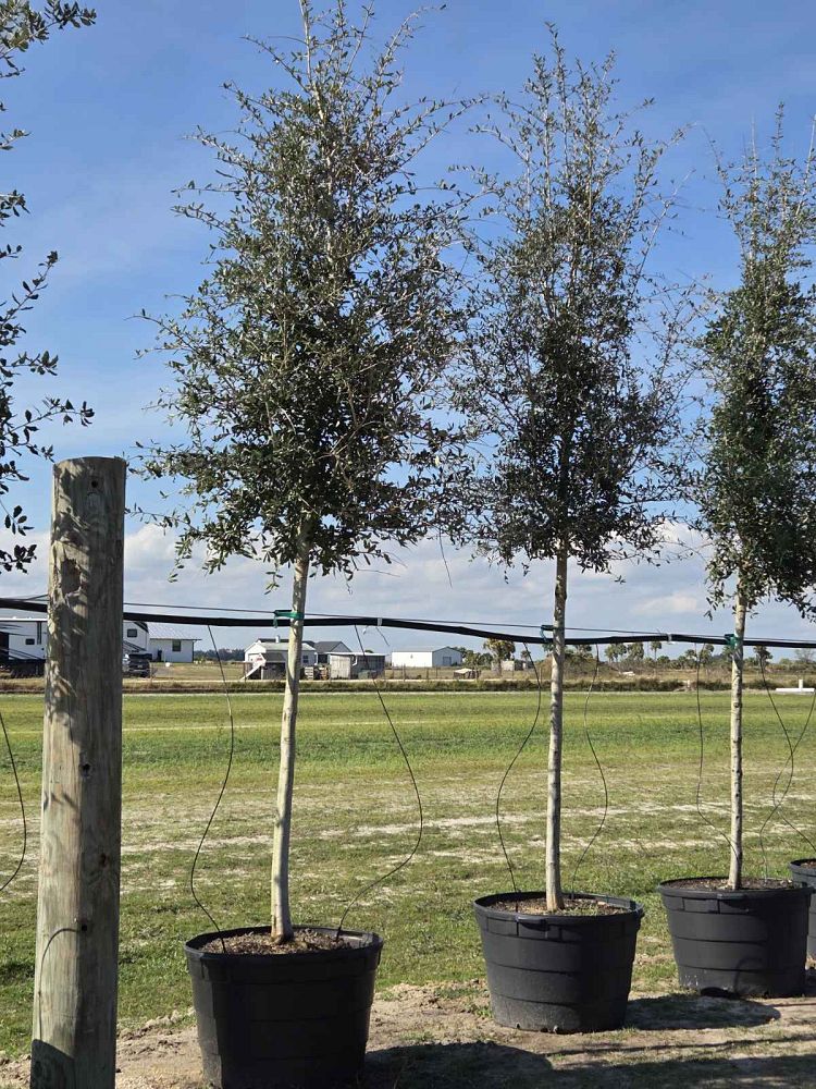 quercus-virginiana-live-oak-southern-oak-tree