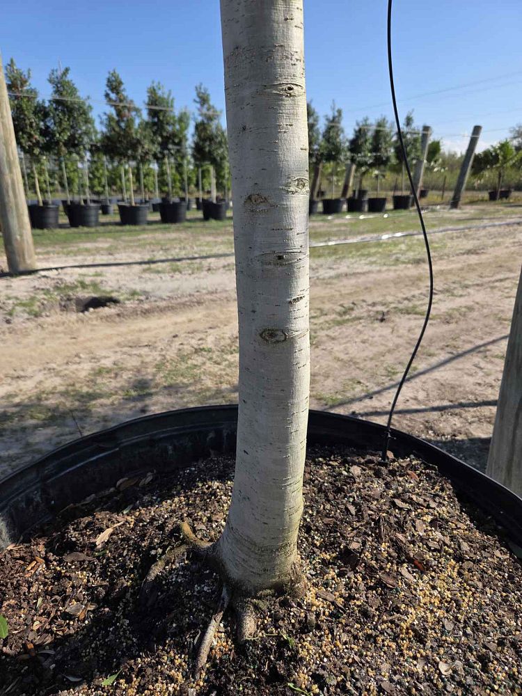 quercus-virginiana-live-oak-southern-oak-tree