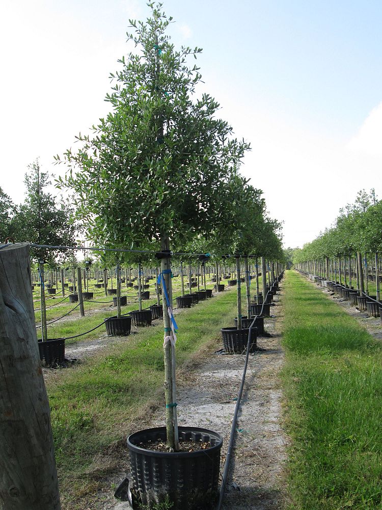 quercus-virginiana-park-side-live-oak-park-side-live-oak