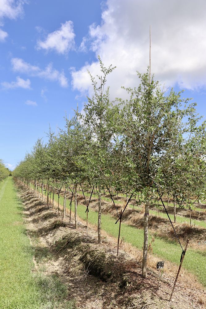 quercus-virginiana-park-side-live-oak-park-side-live-oak