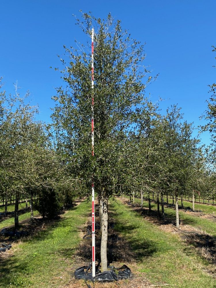 quercus-virginiana-park-side-live-oak-park-side-live-oak