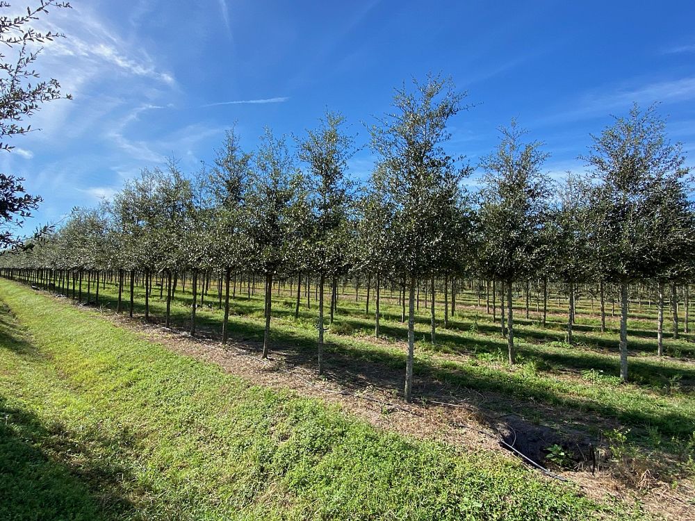 quercus-virginiana-park-side-live-oak-park-side-live-oak