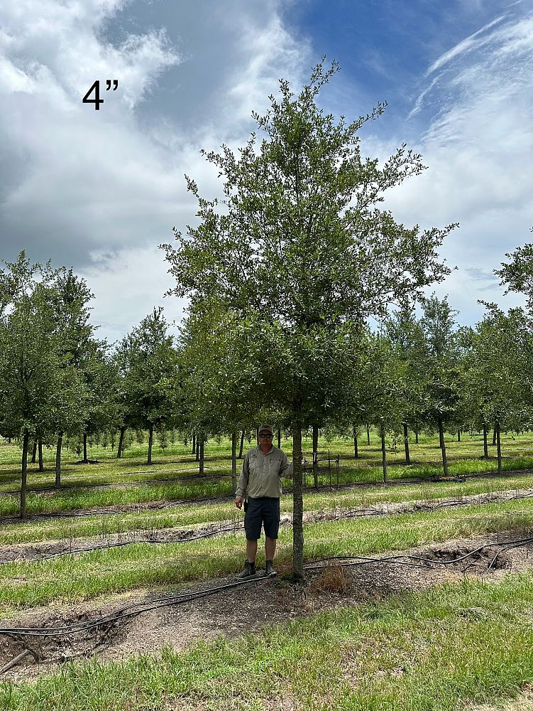 quercus-virginiana-park-side-live-oak-park-side-live-oak