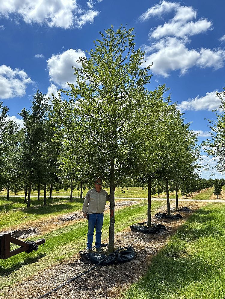 quercus-virginiana-park-side-live-oak-park-side-live-oak