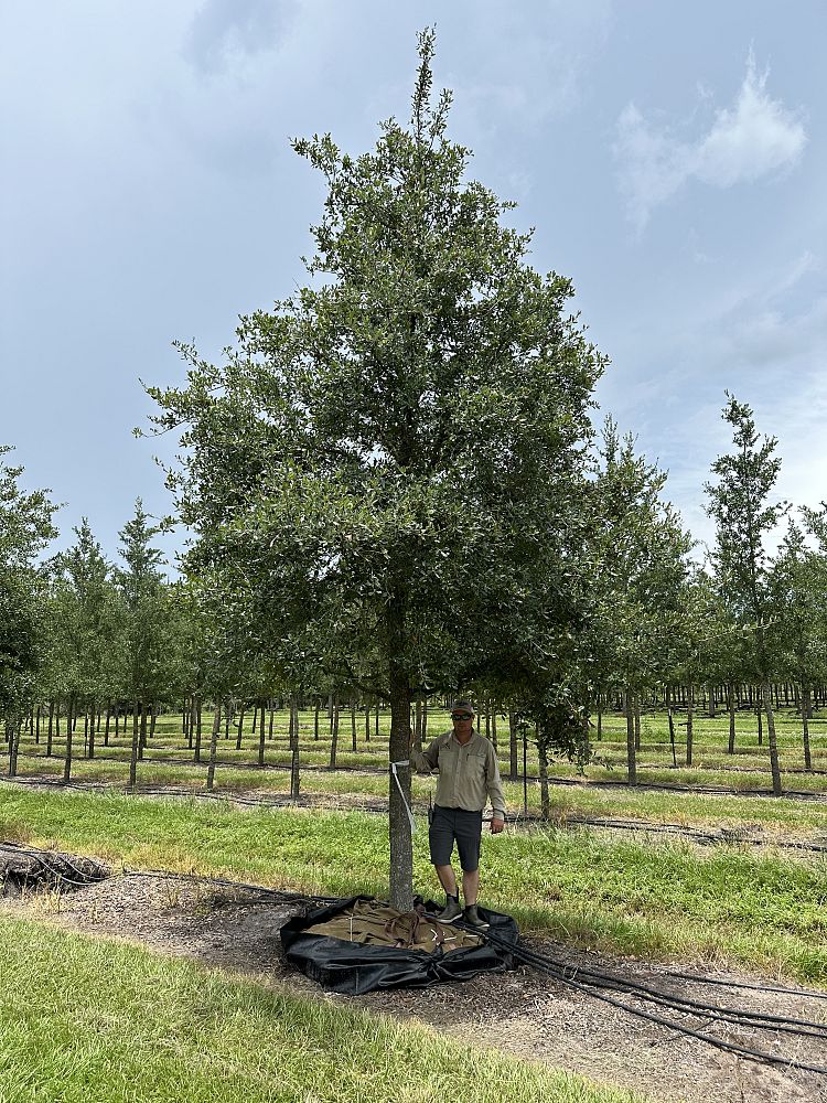 quercus-virginiana-park-side-live-oak-park-side-live-oak
