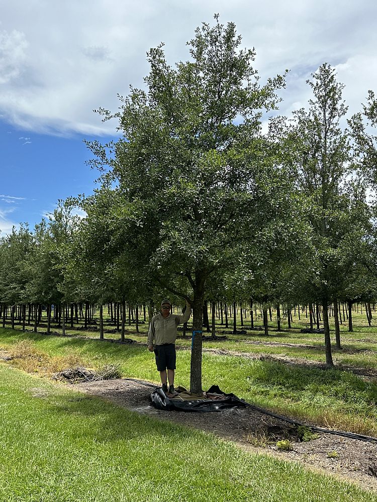 quercus-virginiana-park-side-live-oak-park-side-live-oak