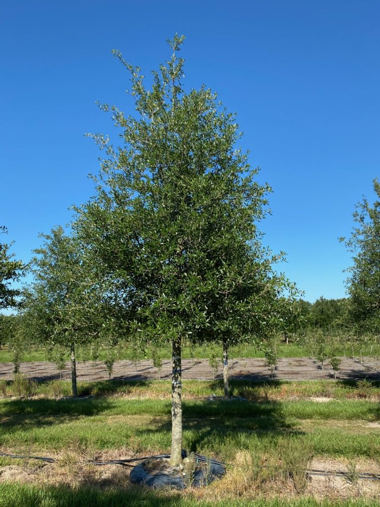 quercus-virginiana-park-side-live-oak