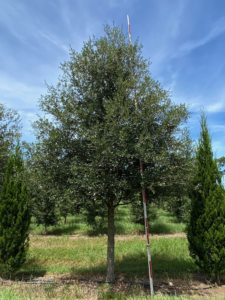 quercus-virginiana-park-side-live-oak