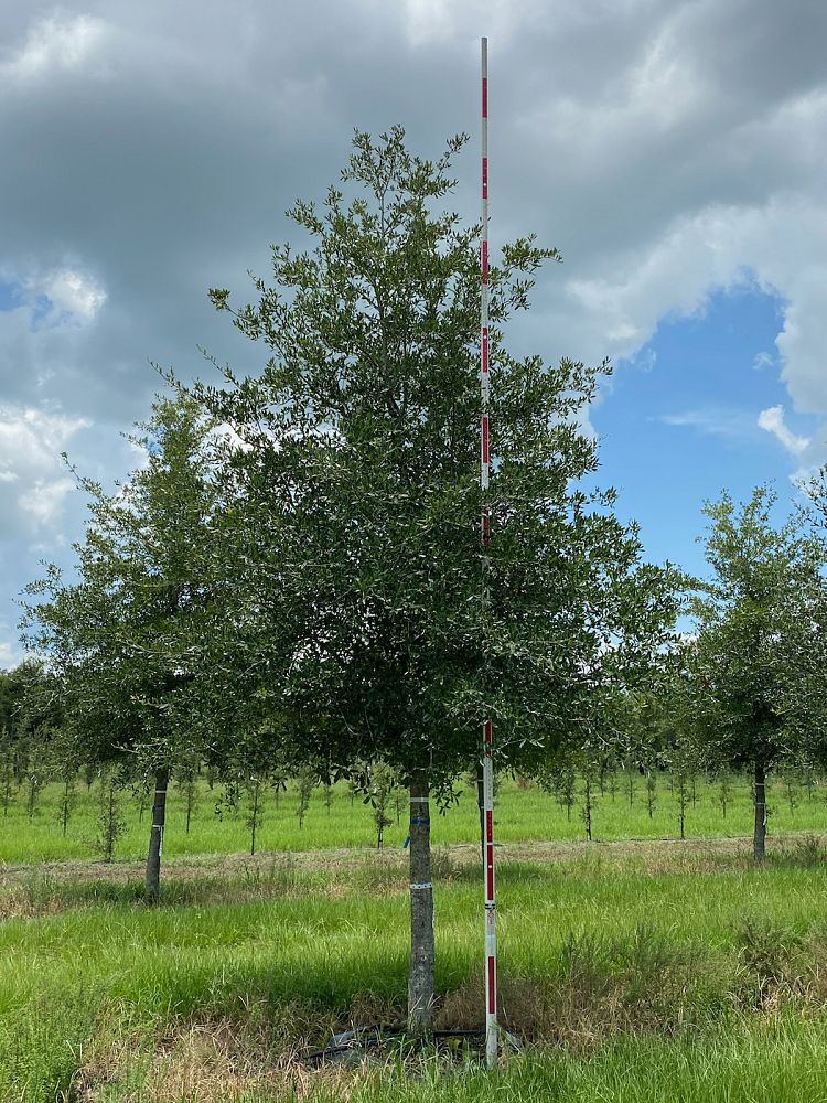 quercus-virginiana-park-side-live-oak
