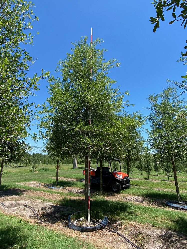 quercus-virginiana-park-side-live-oak