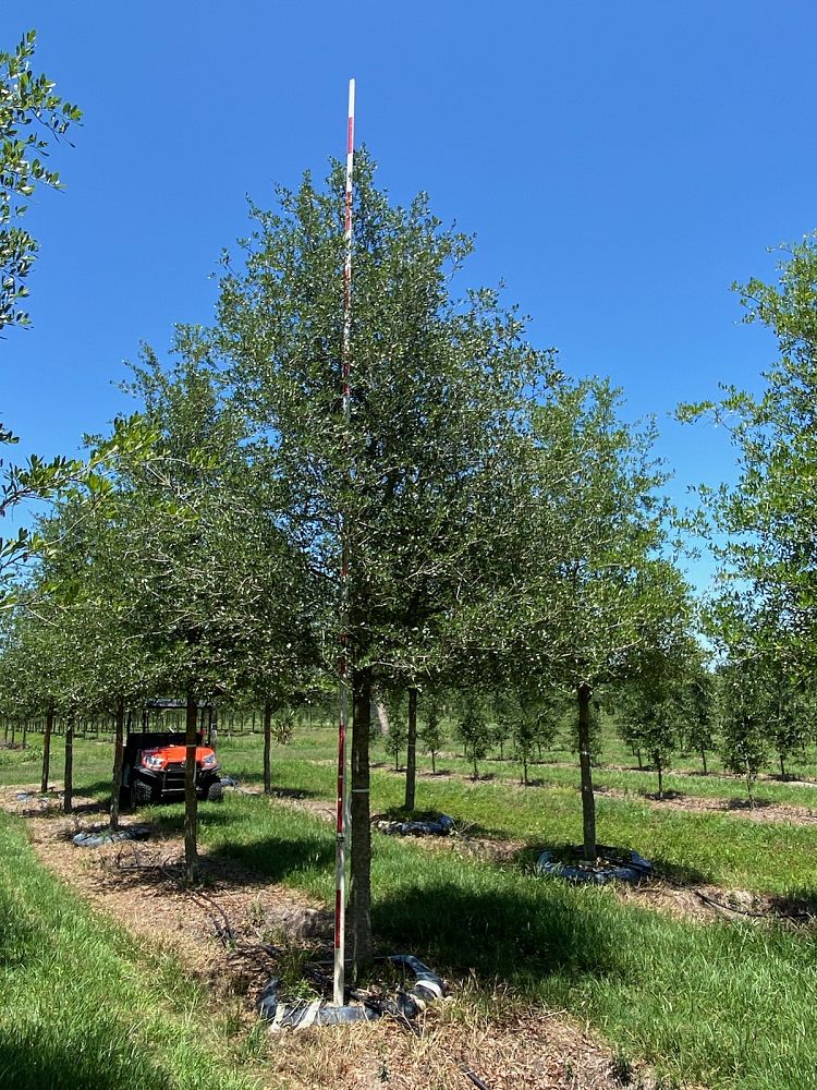 quercus-virginiana-park-side-live-oak