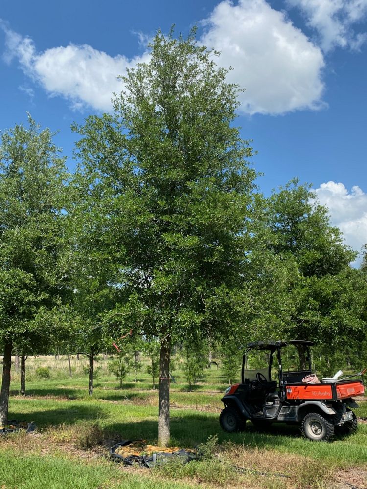 quercus-virginiana-park-side-live-oak